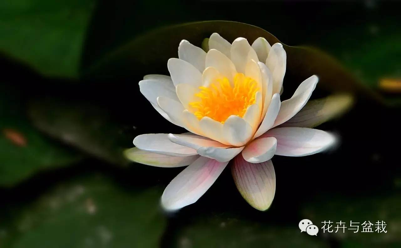 碗莲睡莲荷花种子区别,碗莲荷花睡莲图片