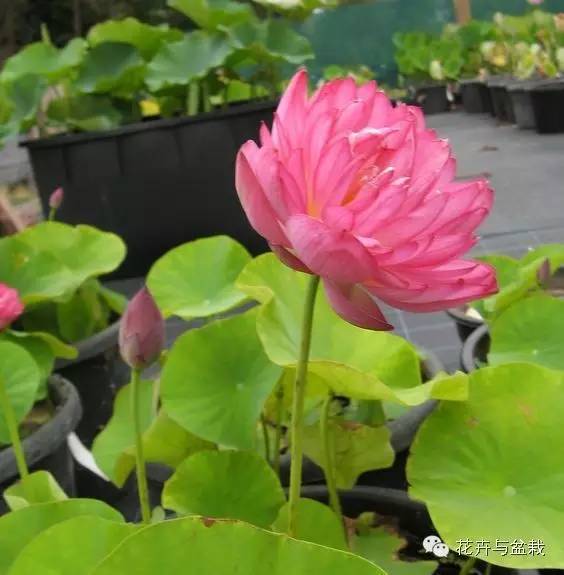 睡莲荷花碗莲水培植物,睡莲荷花的养殖方法和技巧