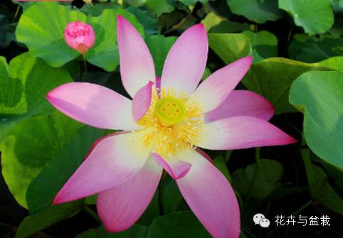 碗莲睡莲荷花种子区别,碗莲荷花睡莲图片