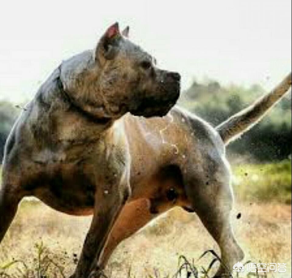 打猎的狗,有哪些品种值得推荐?