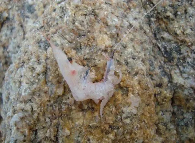 矶钓海钓诱饵笼的用法大全,冬季海钓矶钓用什么假饵最好用