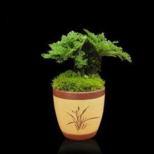 传说中的九死还魂草,九死还魂草可以长在哪里