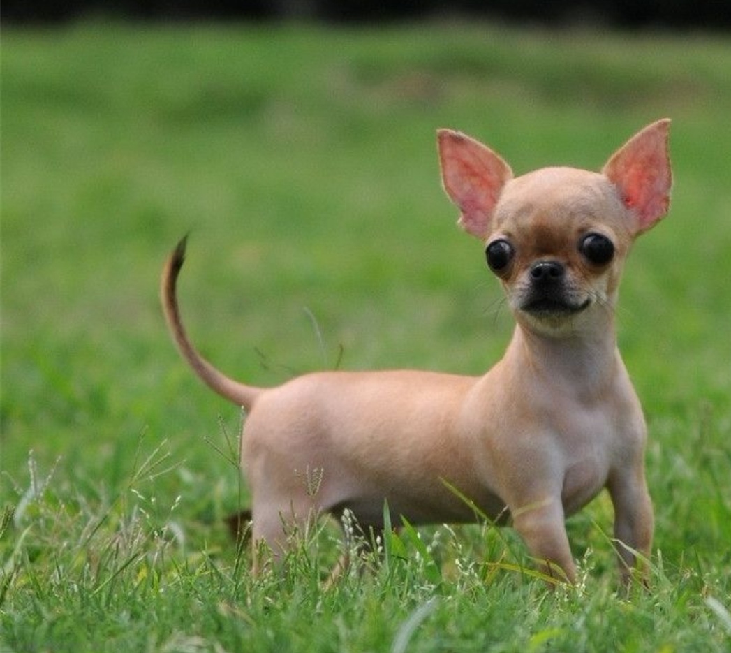 吉娃娃狗好不好养,吉娃娃小狗好养吗