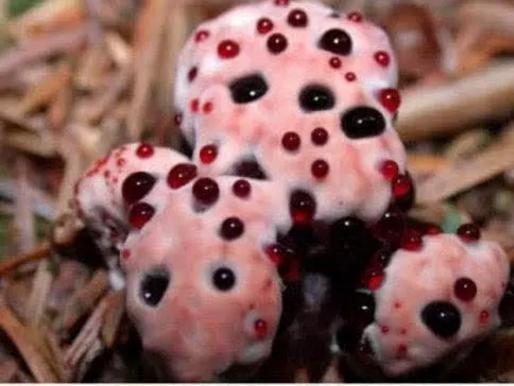 奇形怪状的蘑菇图片,10种奇形蘑菇