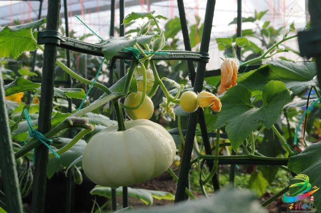 新农村五彩田园图片,农村五彩田园