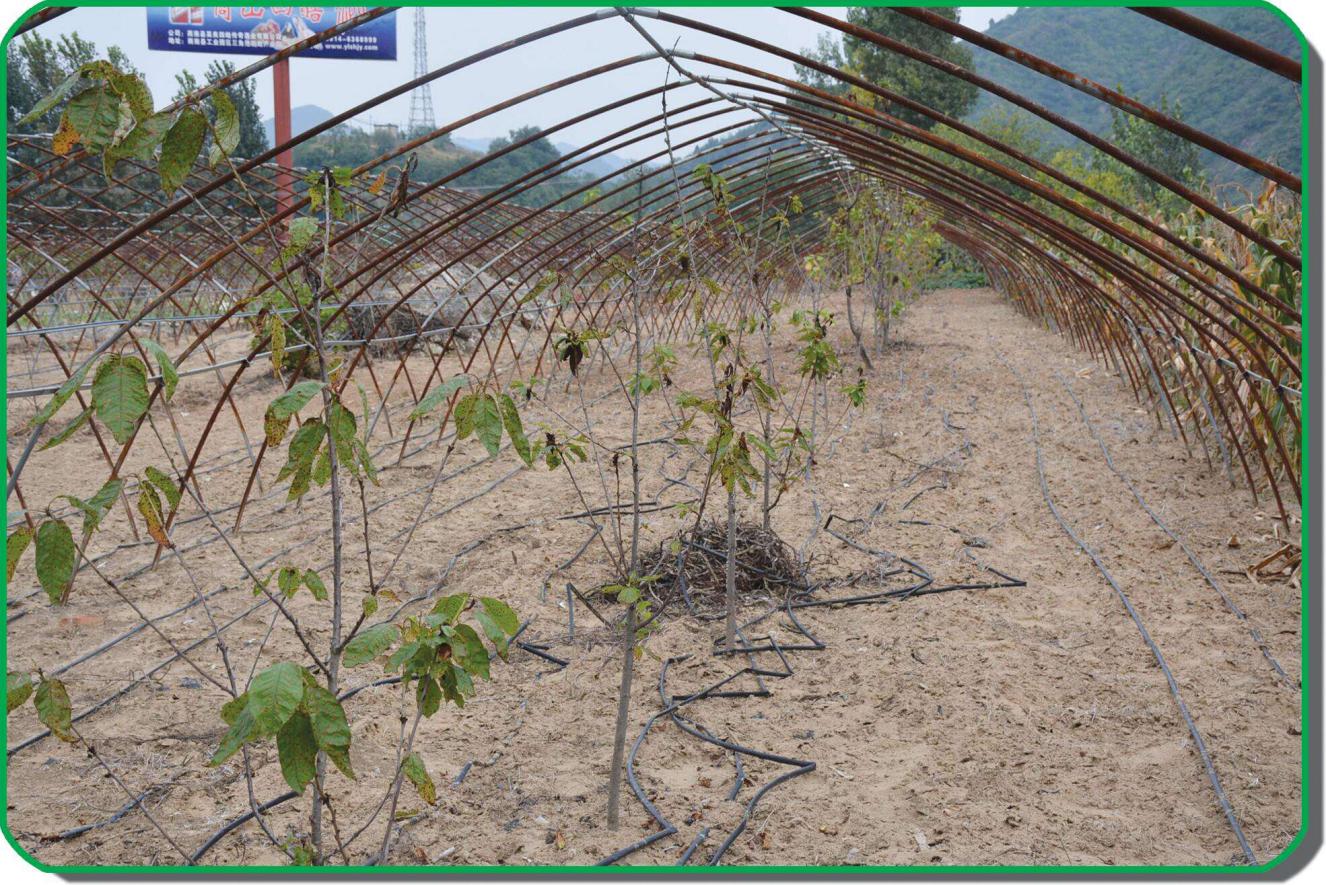 用勤劳的双手成就火红的日子——记过风楼镇徐家店社区脱贫致富典型母德军