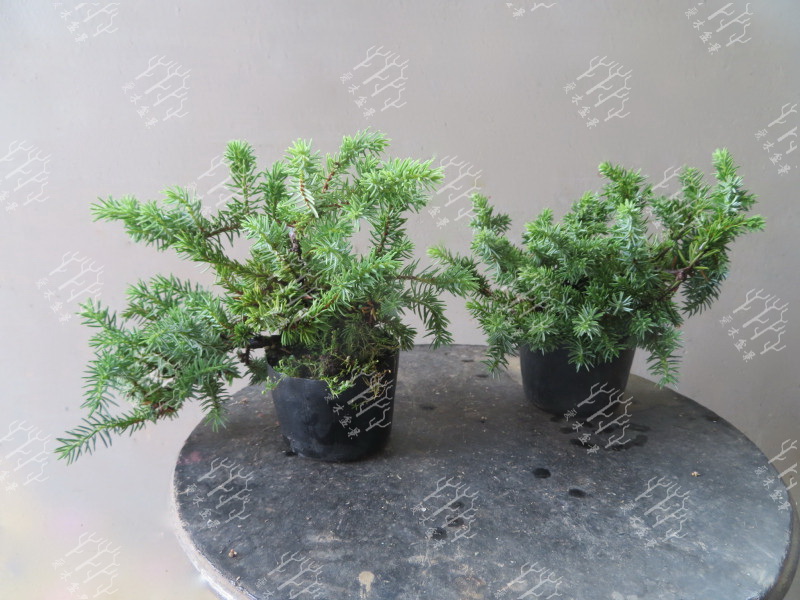 高山红皮刺柏盆景图片大全欣赏,刺柏盆景高压繁殖几月份操作较好