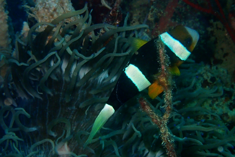 菲律宾科隆群岛游,菲律宾巴拉望科隆群岛自由行