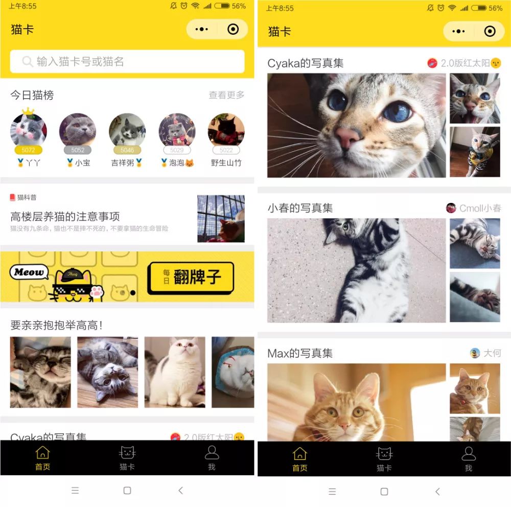 猫卡拿到巨额融资!「猫经济」市场进入快车道