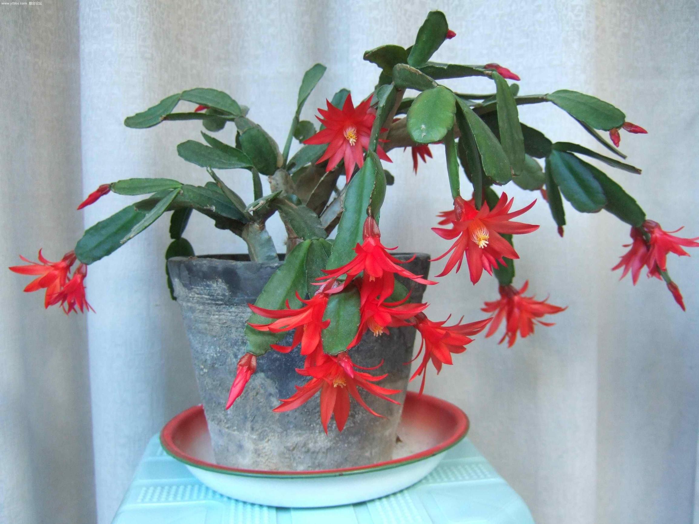 水果肥料养花,用水果皮发酵的花肥可以浇什么花