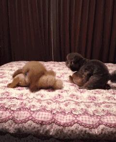 100种单身狗种类,单身狗种类