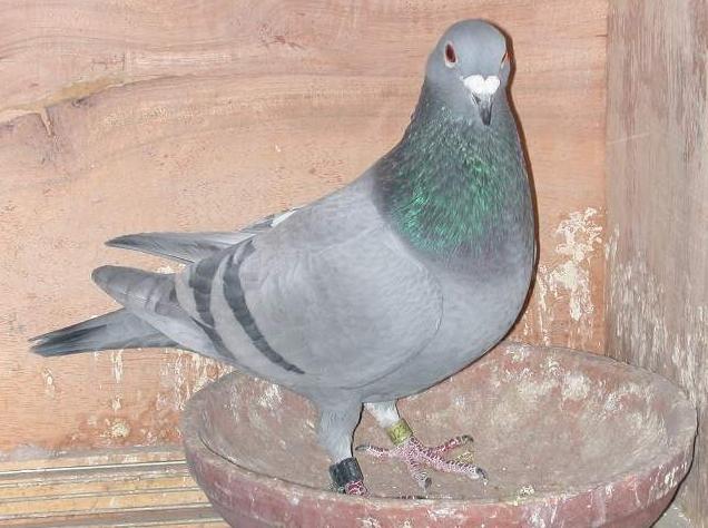 种鸽下蛋几天给保姆鸽,种鸽和保姆鸽的蛋最多相差几天