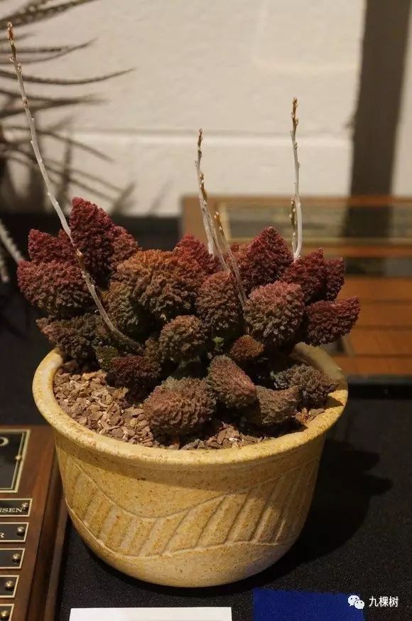 多肉万象最贵的品种,玉露多肉最贵多少钱一棵