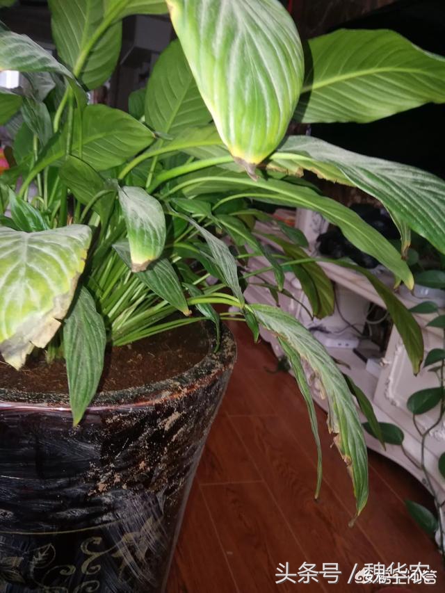 白鹤芋叶子尖发黑怎么回事,白鹤芋叶子发黄是怎么回事