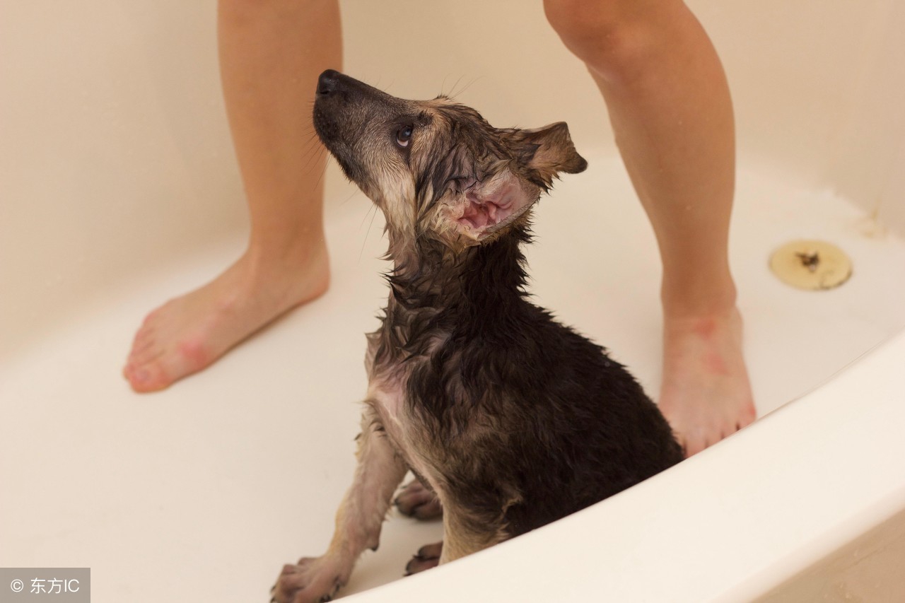 萌宠养宠攻略,萌宠指南怎么训练狗