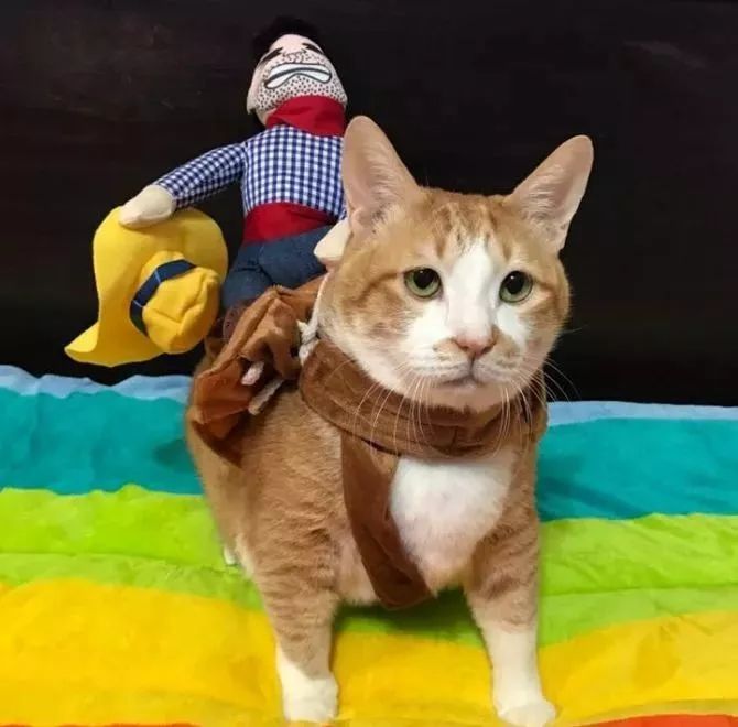 胖猫特别爱美，敷面膜的时候就像是一个小贵妇