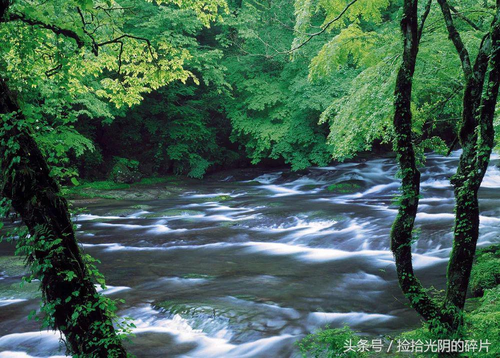 风过竹林的诗句,诗风入林