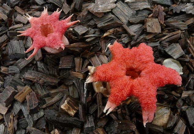 世界上最可怕的蘑菇形状,世界上最可怕的蘑菇排名