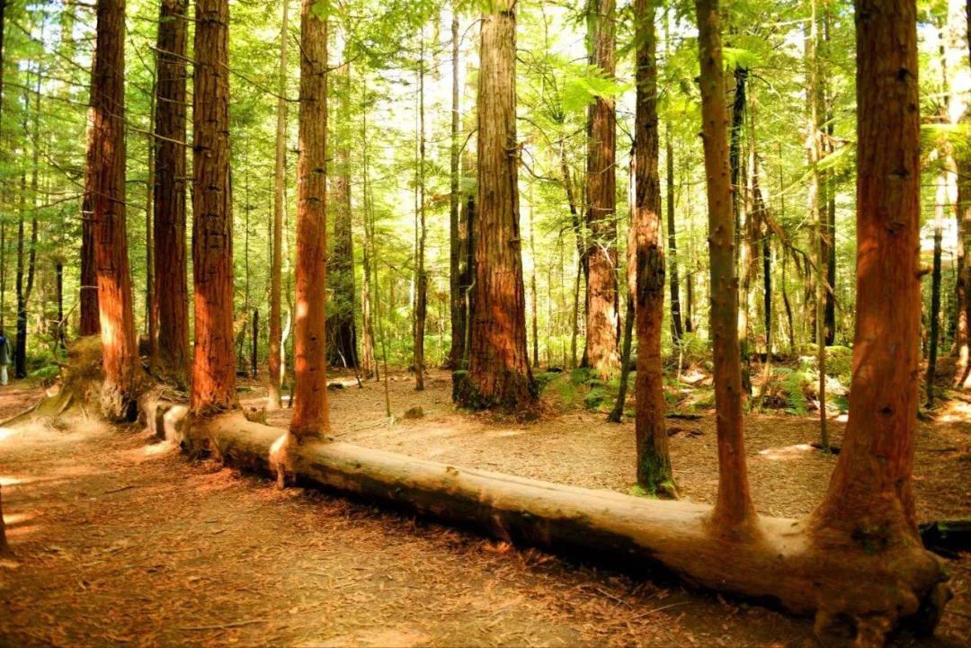 可以媲美欧洲的自驾游地区,十大最适合自驾游的国家