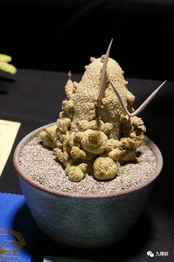 多肉万象最贵的品种,玉露多肉最贵多少钱一棵