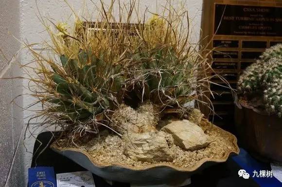 十大最贵玉露多肉品种,多肉最贵的品种有哪些