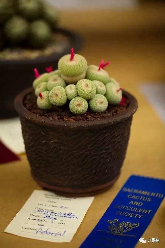 多肉万象最贵的品种,玉露多肉最贵多少钱一棵