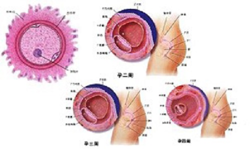 胎儿在母体中的日日夜夜（一）