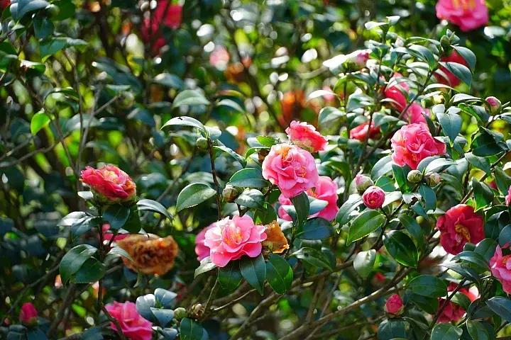 e-mount索尼,emount镜头焦段