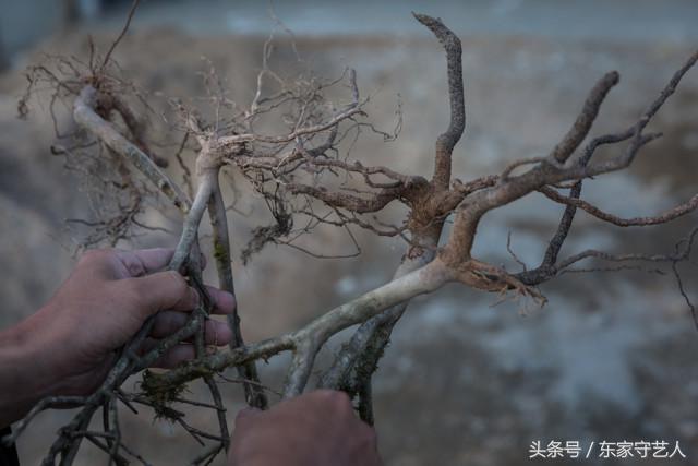 安溪种植茶叶的有利自然条件,安溪种植茶叶的情况介绍