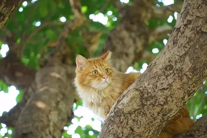 e-mount索尼,emount镜头焦段