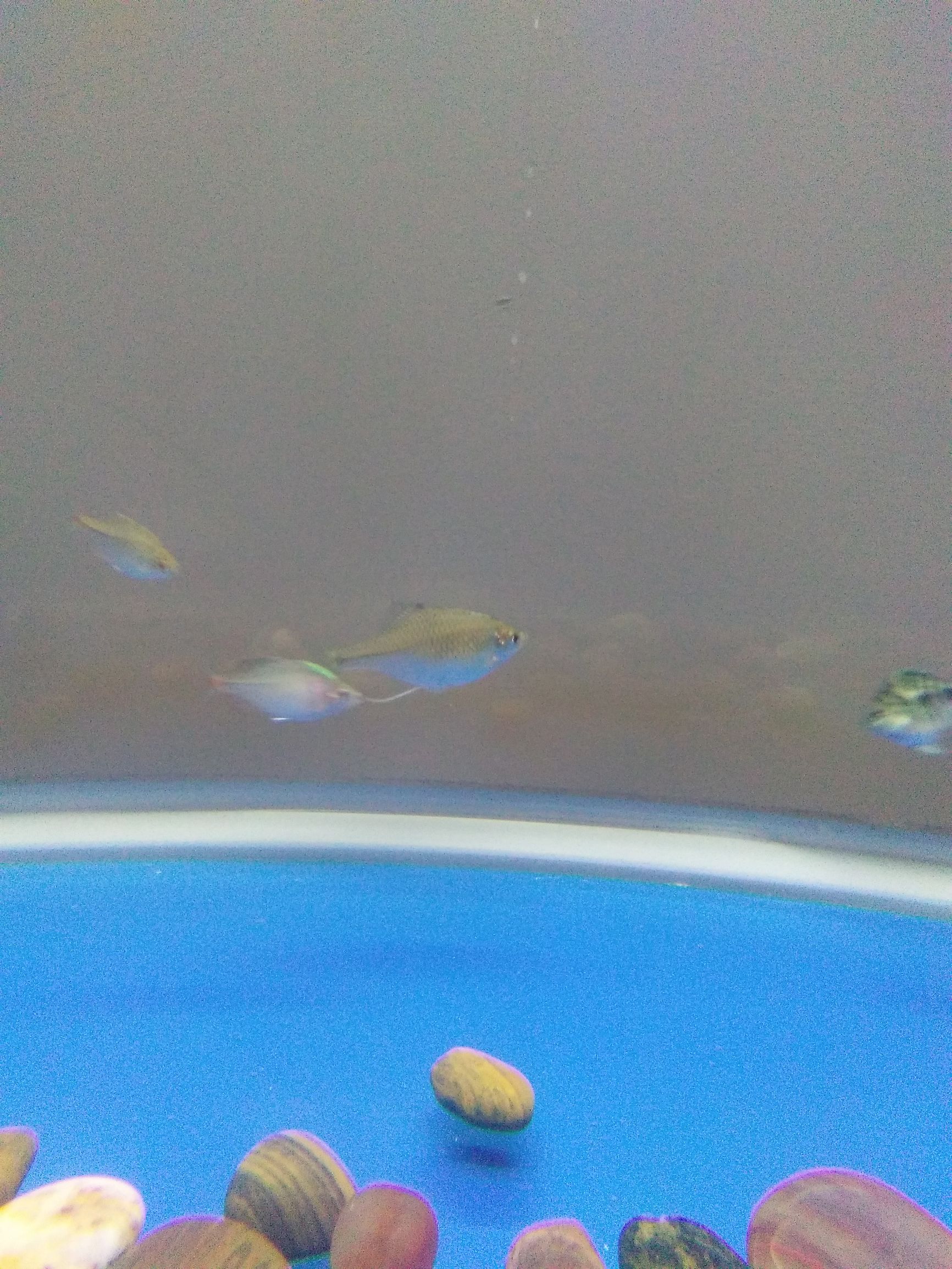 水族市场上的新宠,水族新品种