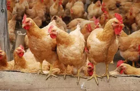 鸡细菌性呼吸道疾病有哪些,蛋鸡慢性呼吸道怎么治疗