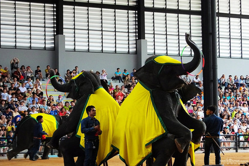 芭提雅大象村好还是东芭乐园好,芭提雅大象村和东芭乐园哪个好