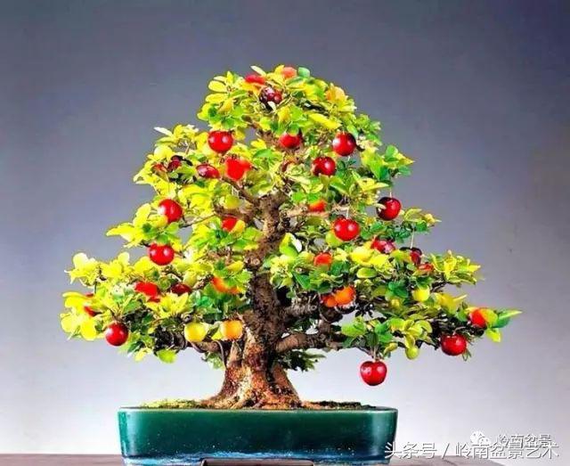 过年送礼好不好,过年送礼单数还是双数好