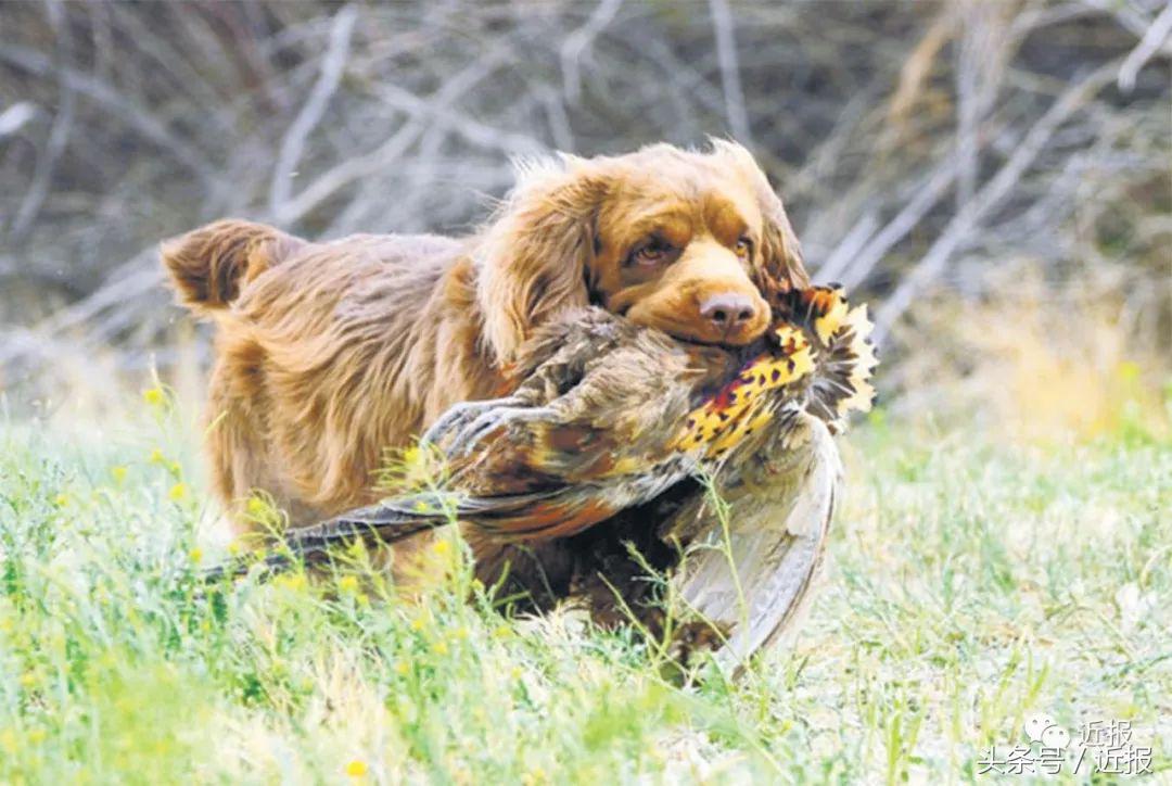 你没见过的萌宠,你没见过的宠物