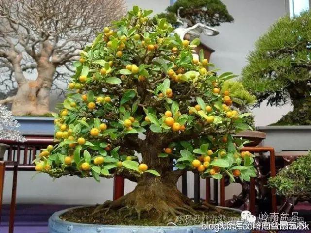 过年送礼好不好,过年送礼单数还是双数好