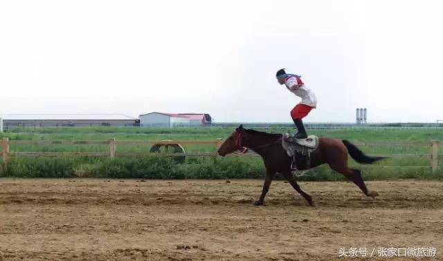 张北的草原,张北草原人少景美