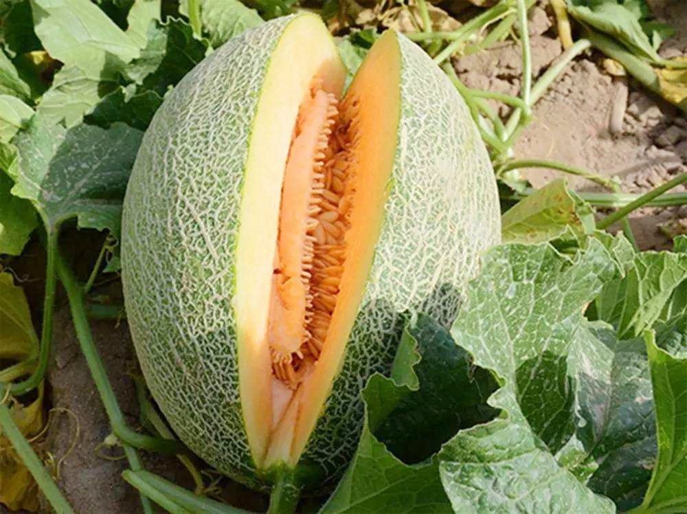 西域特色美食,感受西域风情品尝西域美食