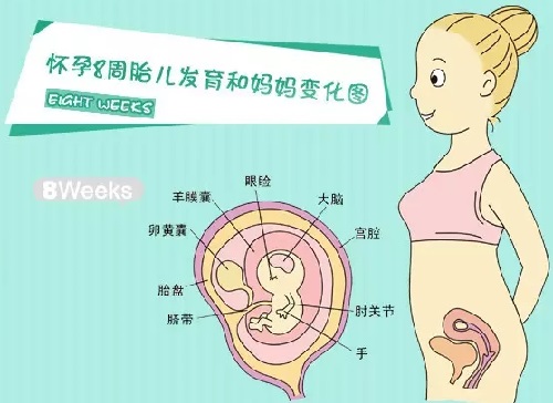 胎儿在母体内的生活,胎儿在母体里一天最多能长多少