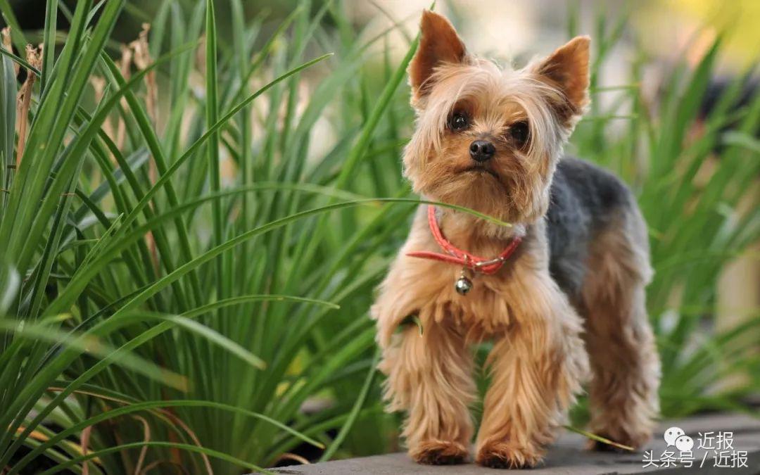 你没见过的萌宠,你没见过的宠物