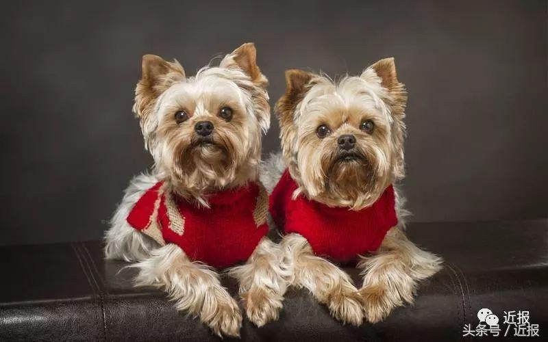 你没见过的萌宠,你没见过的宠物