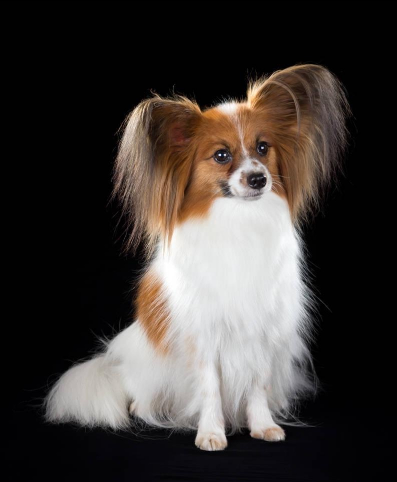 纯种蝴蝶犬和普通蝴蝶犬什么区别,蝴蝶犬的优缺点有哪些表现