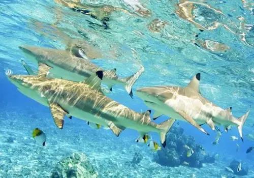 帕劳旅游攻略小册子,帕劳旅游攻略大全集