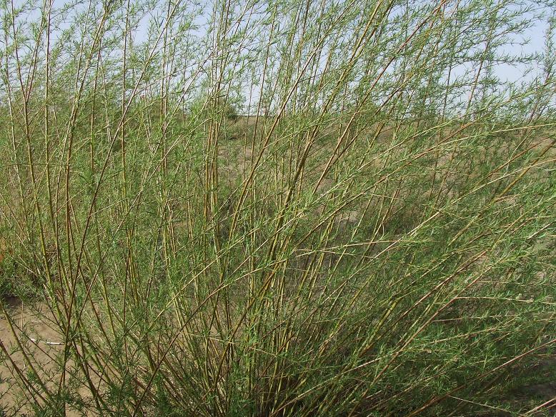 蚂蚁森林未来前景,蚂蚁森林万亿