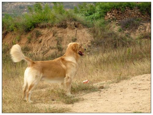 狗年说狗警犬,狗年说狗带你了解游戏中的狗文化