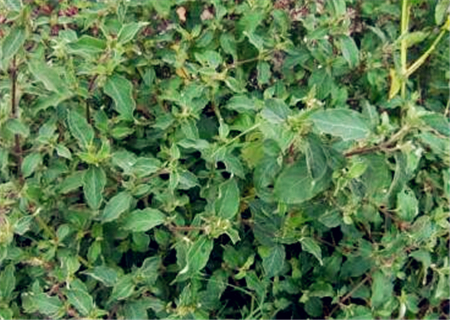 种植牛膝亩产多少斤,牛膝苗子多少钱一斤