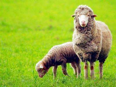 国产绵羊油和澳洲绵羊油区别,澳洲绵羊油怎么生产的