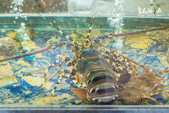 三亚离海南有多少公里,三亚一生去几次