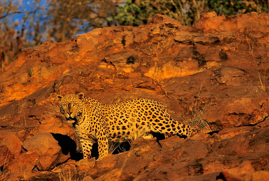 豹子在非洲的地位如何？有什么敌人或者对手吗？