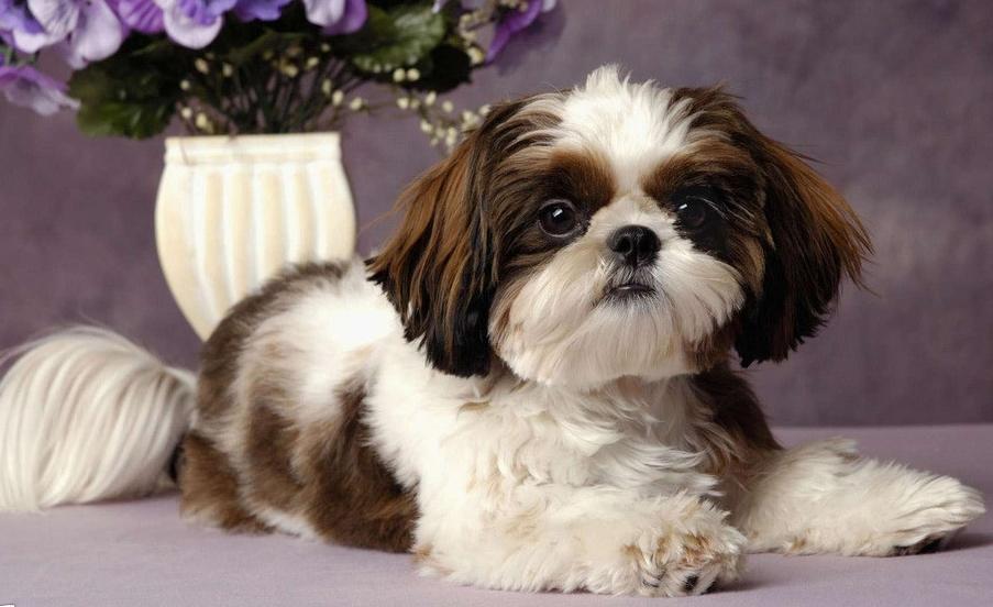 狗蔫了？换季感冒做好预防！